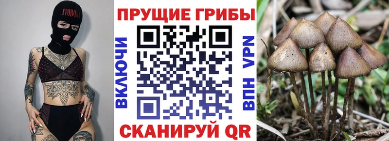 Галлюциногенные грибы Psilocybe  Наро-Фоминск 
